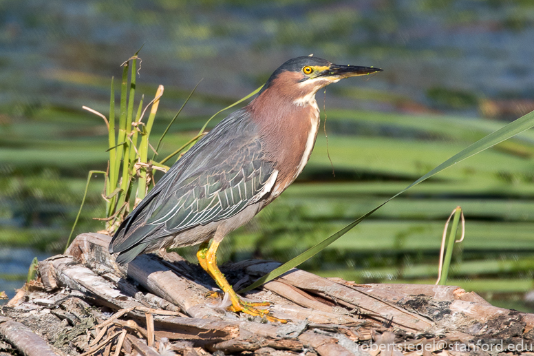 emily renzel wetlands